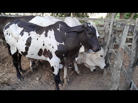 Feira de gado em Surubim Pernambuco 12/12/2025 muito gado na feira.