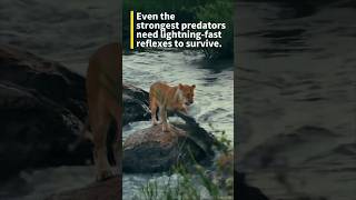 A Crocodile Almost Caught This Lioness