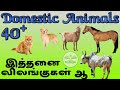 Domestic Animal Names In Tamil And English