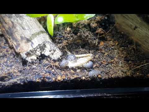 Isopods feeding on Cricket Leg (Venezillo Parvus)
