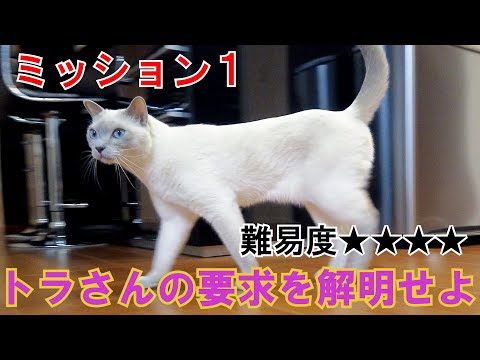 猫のアイコン