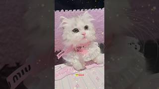 Download lagu very cute cat wow wow ❤️❤️❤️🥰🐈🐈🐈 #shorts mp3