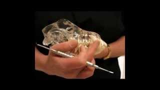 Dentistry For Pet Owners 101: Anatomy of the Dog's Mouth