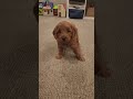 Mini Goldendoodle dogs for sale: BELLA - Mini Goldendoodle Puppy 7 - Video 1