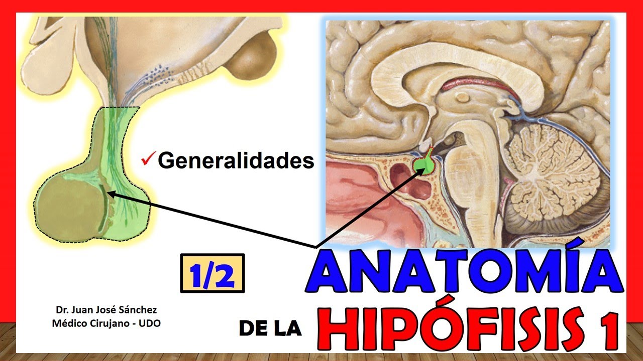 🥇 Anatomía de la HIPÓFISIS 1/2 (Glándula Pituitaria) ¡Explicación Sencilla!