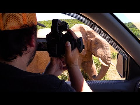 Safari through Addo Elephant Park - Claudio's Last Day in South Africa