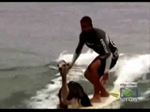 Peruvian Llama surf