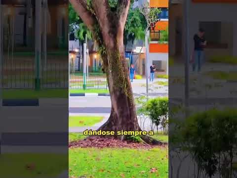 A mother pheasant teaches her chicks to fly up a tree. #animals #fyp  #Friendship #Us