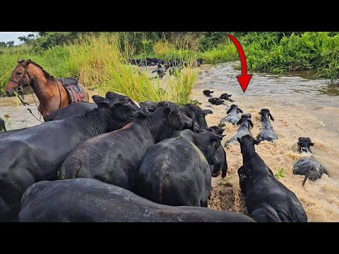 CATTLE CROSSING IN THE FLOODED AREA
