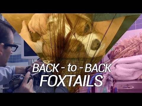 download lagu mp3 mp4 Carolina Foxtail, download mp3 Carolina Foxtail free download mp3, download mp3 Carolina Foxtail