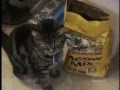 Gem And Pepper Tuxedo And Tabby 1995 Waiting For Food
