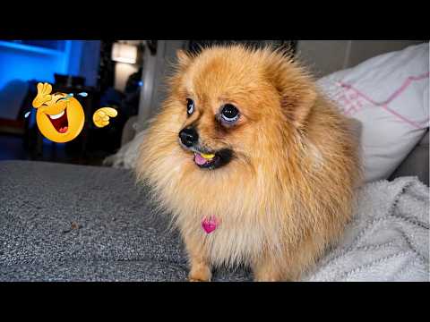 You Can’t Stop Laughing At These Dogs 🤣 FUNNIEST DOGS Video 2026