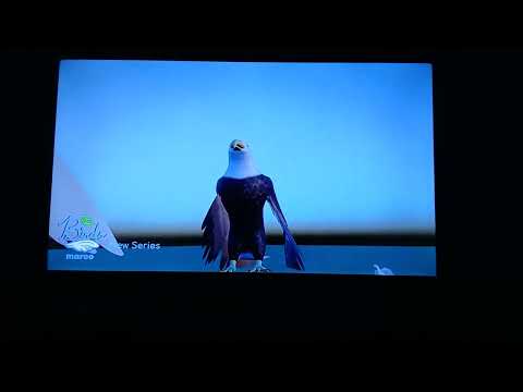 Opening to Marco Network's Birds 2024 Homemade DVD