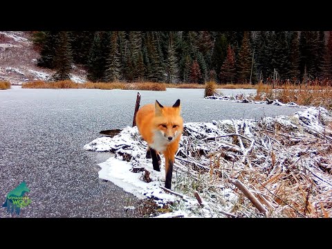 Fascinating footage of wolves and other wildlife in Minnesota