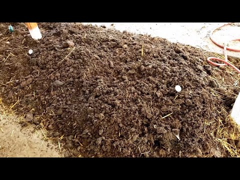 Quick Worm Farm Update - I thought I lost my worms again!
