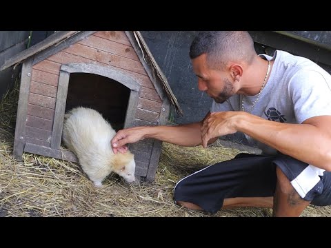 image-Where can you find an albino Skunk in the wild?