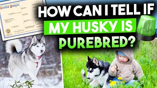 How Can I Tell If My Husky Is Purebred?
