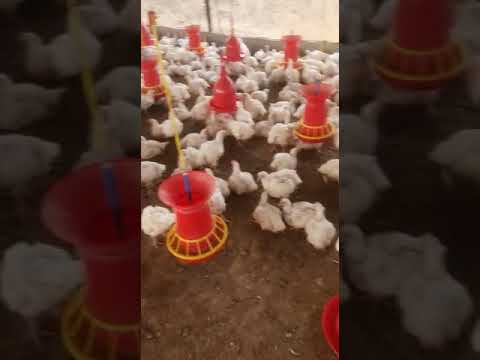 Poultry Basket Fan 36