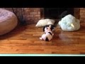 Using One Toy To Corral The Other