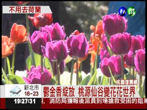 鬱金香花季 桃園.南投百花綻放
