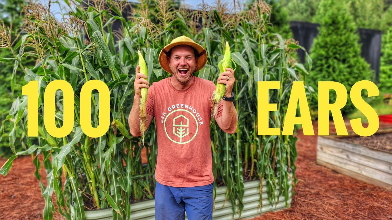 How I Grew 100 Ears of Corn in a Raised Bed!🌽