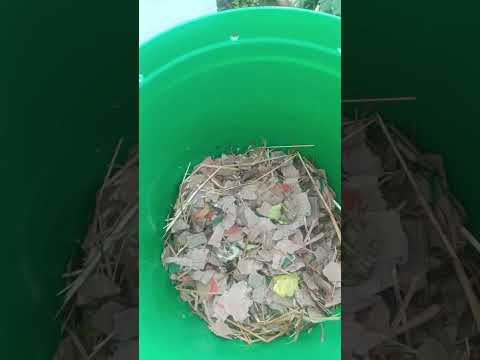 How To Maintain A Worm Bin; Part 1
