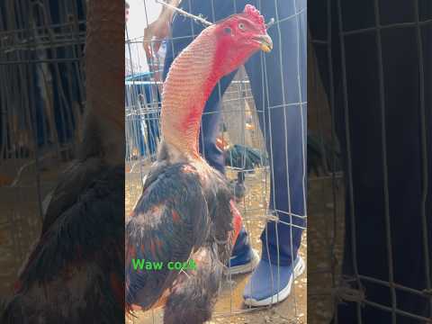 American beautiful rooster#cock song
