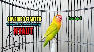 Download lagu Lovebird Gacor Ngekek Panjang TERBAIK Buat Pancingan Lovebird Fighter Agar Cepat NGEKEK mp3