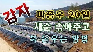 [텃밭농부.959]  감자 파종 후 20일 새순 솎아주고 북돋우는 방법 #감자재배