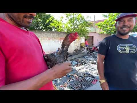 FEIRA DO ROLO EM OLHO DGUA DAS FLORES -  AL 09 - 03 - 2026 #nordeste 