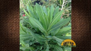 Q&A – What is this weed growing in my yard? -A: Prickly Lettuce