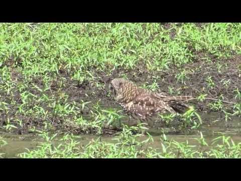 Barred Owls Catching Crawdads