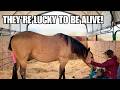 Horse Gives Birth Start To Finish This Foal Needed Extra Help ️