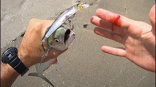 That's NOT GOOD... Razor Toothed MACKEREL