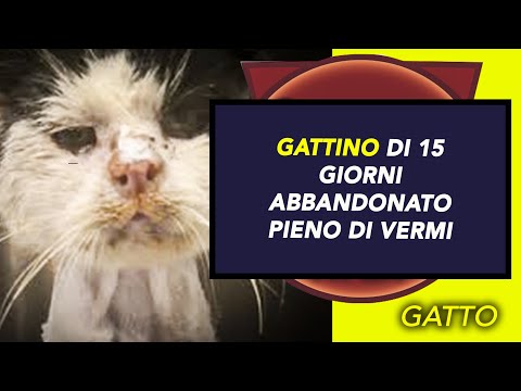 Parassiti secondo lopinione del trattamento di sintomi di persona Se è possibile prendere unanalisi del sangue su un lyambliya