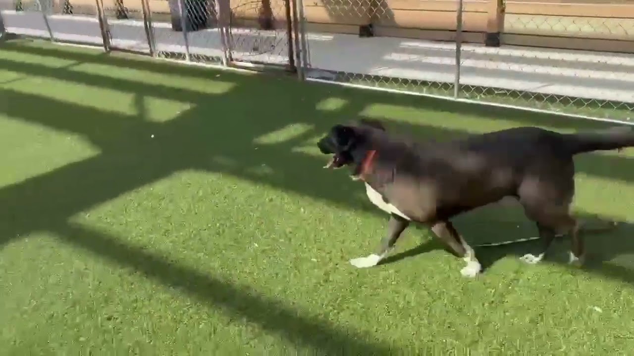 Enlarge Arthur, a Adoptable mixed breed in Hartsville, SC video 5/5