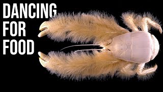Download lagu What Exactly Is: Yeti Crab | The Crabominable Deep-Sea Crustacean mp3 Download lagu What Exactly Is: Yeti Crab | The Crabominable Deep-Sea Crustacean mp3