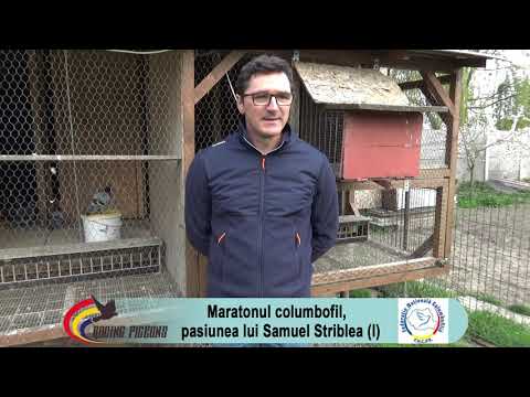 The pigeon racing marathon, Samuel Striblea's passion
