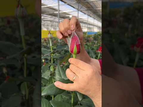 Why is a net placed on small rose buds? #shorts