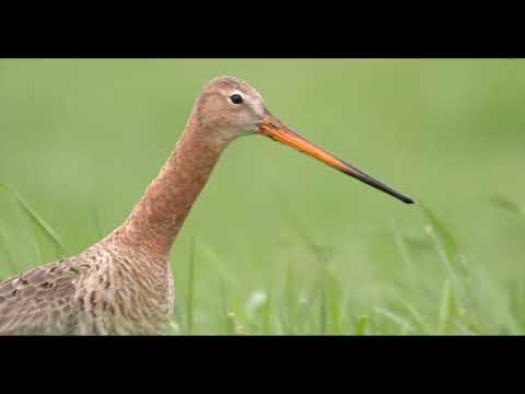 Trailer De Wilde Waard