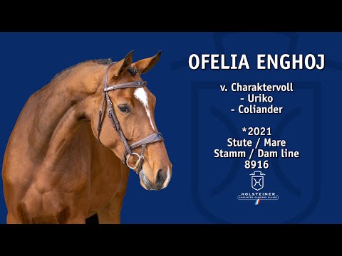 Holsteiner Elite-Reitpferdeauktion 2025 in Elmshorn | Nr. 106 Ofelia Enghøj v. Charaktervoll - Uriko