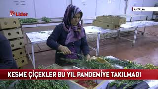 Dünyanın çiçek merkezi Antalya