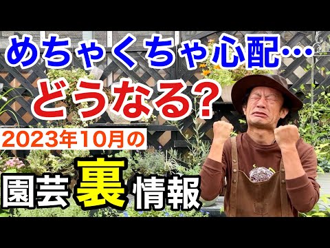 園芸 疑わしいオーニソガラス