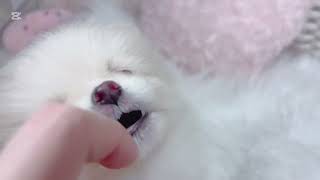 ポメラニアンの動画01