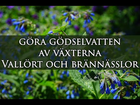 Hur jag gör gödselvatten av Vallört och Brännässlor