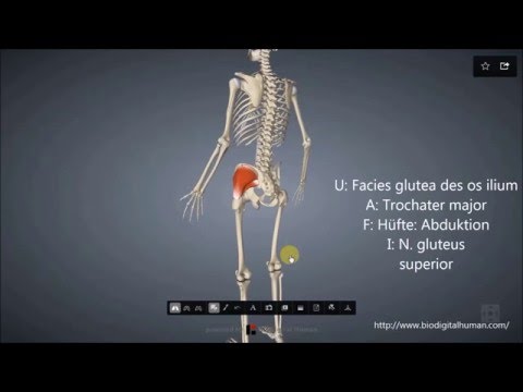 Schmerzten Lenden brennen Medikamente zur Behandlung von Kniegelenk