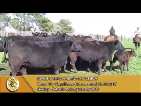04-08-18 Dia de Campo Cabaña Los Ceibos - Toros P.P. y Vaq. P.C. a venta el 22-08-18- Gardey