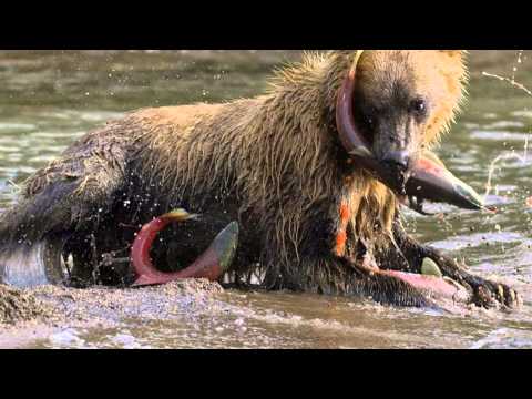 - Yasunori Mitsuda - Life - Distant Promise