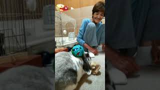 うさぎと母の日常風景