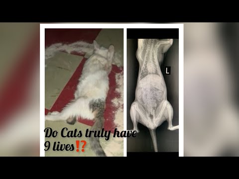 MY CAT FELL OFF THE BALCONY AND CANNOT WALK 😱| Domestic shorthair|VET VISIT| X-ray |Limping |Sumaya